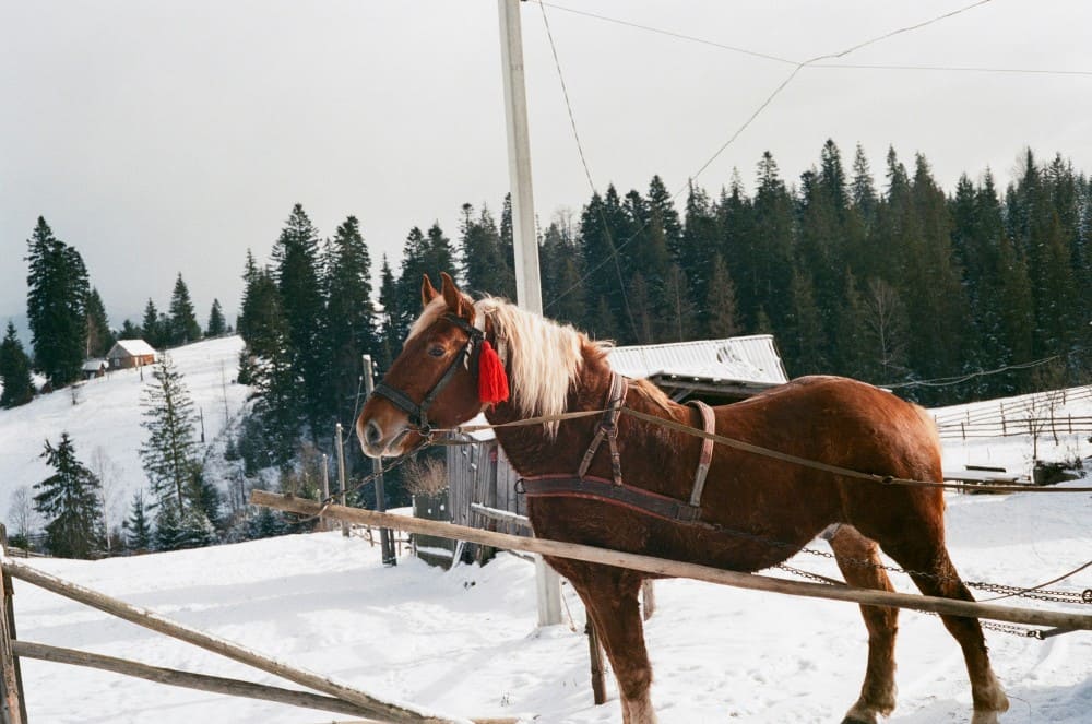 Cheval de trait léger dans la neige