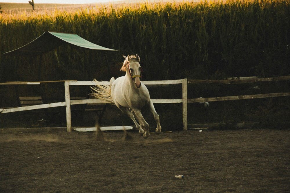 Cheval en fuite, cheval stress