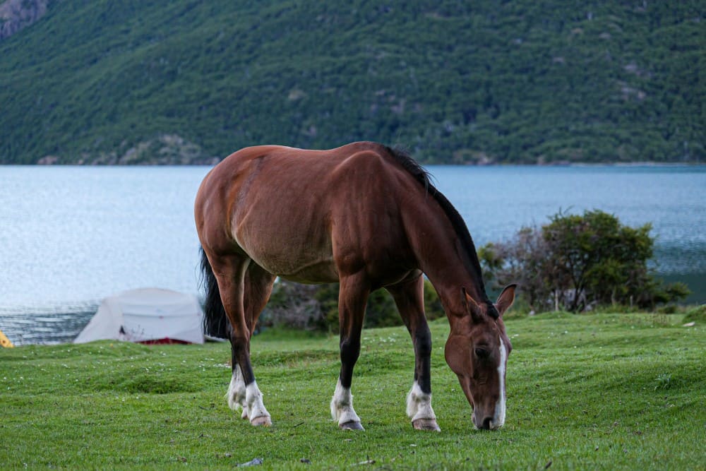 Cheval qui broute dans un paddock