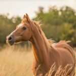 Stress chez le cheval : Signes, causes et solutions pour l’apaiser