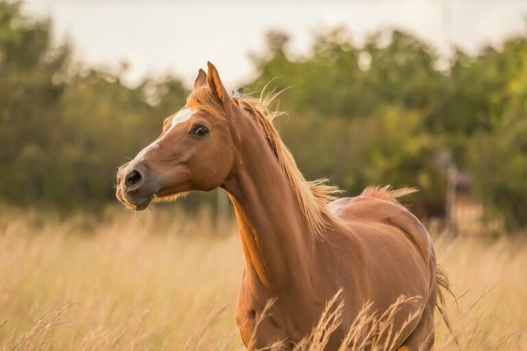 Stress chez le cheval : Signes, causes et solutions pour l’apaiser