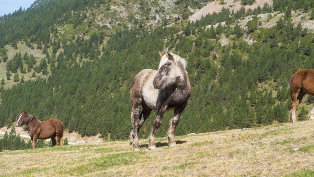 Chevaux de trait comtois dans un pré à la montagne
