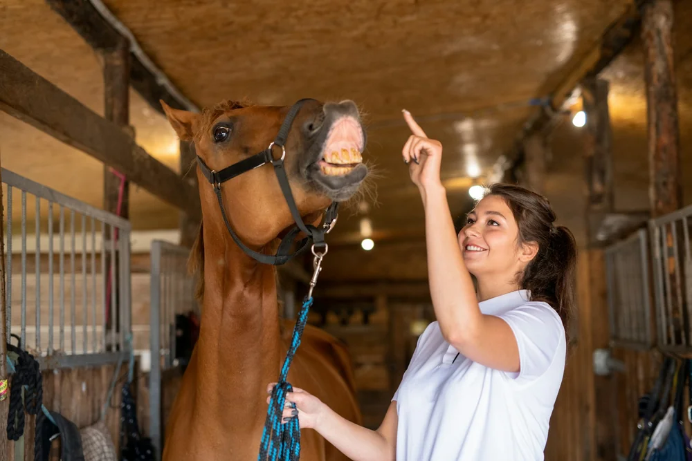 Dents d'un cheval inspectées à l'écurie, mastication liée au risque de bouchon œsophagien