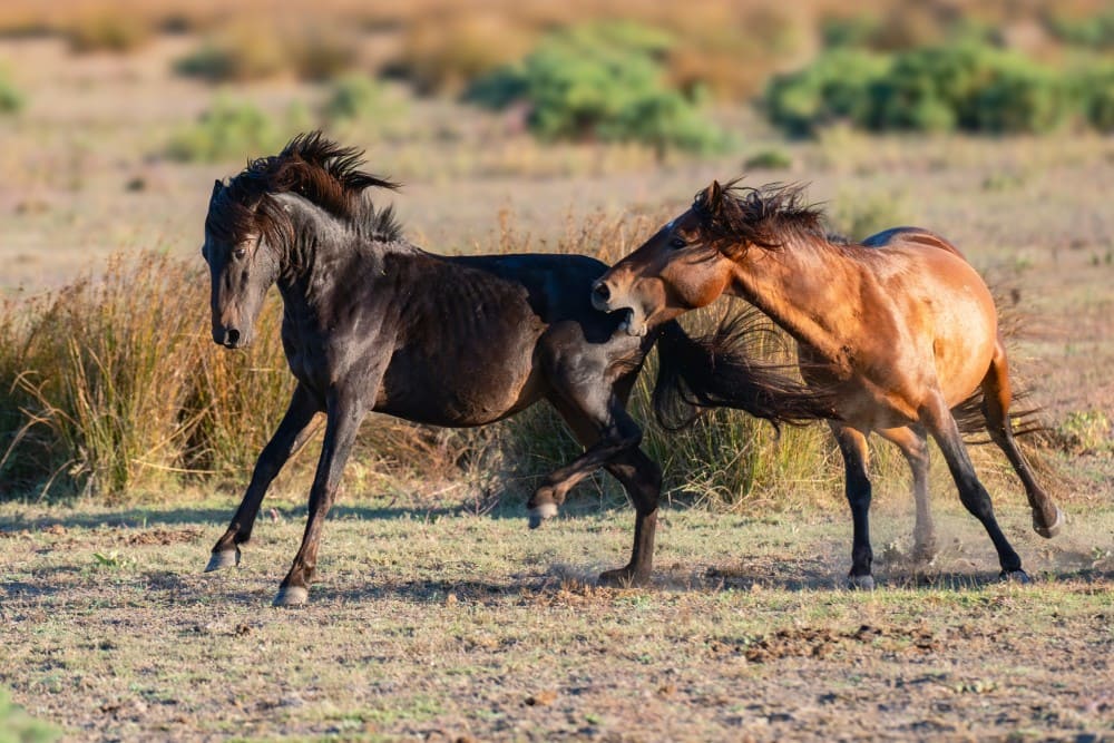 Cheval stressé montrant des signes de nervosité et d'anxiété