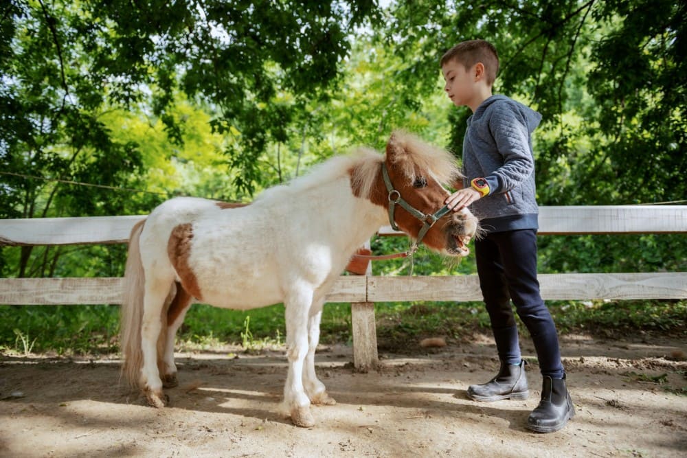 Petit garçon qui manipule un poney stage d'équitation enfant