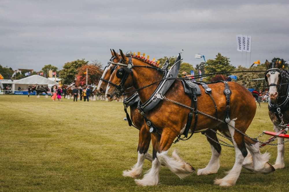 Race de chevaux de traits à l'attellage