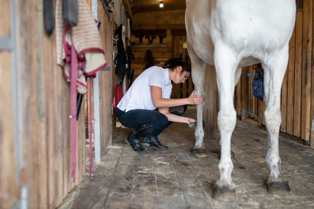 Cavalière qui s'occupe des pieds de son cheval
