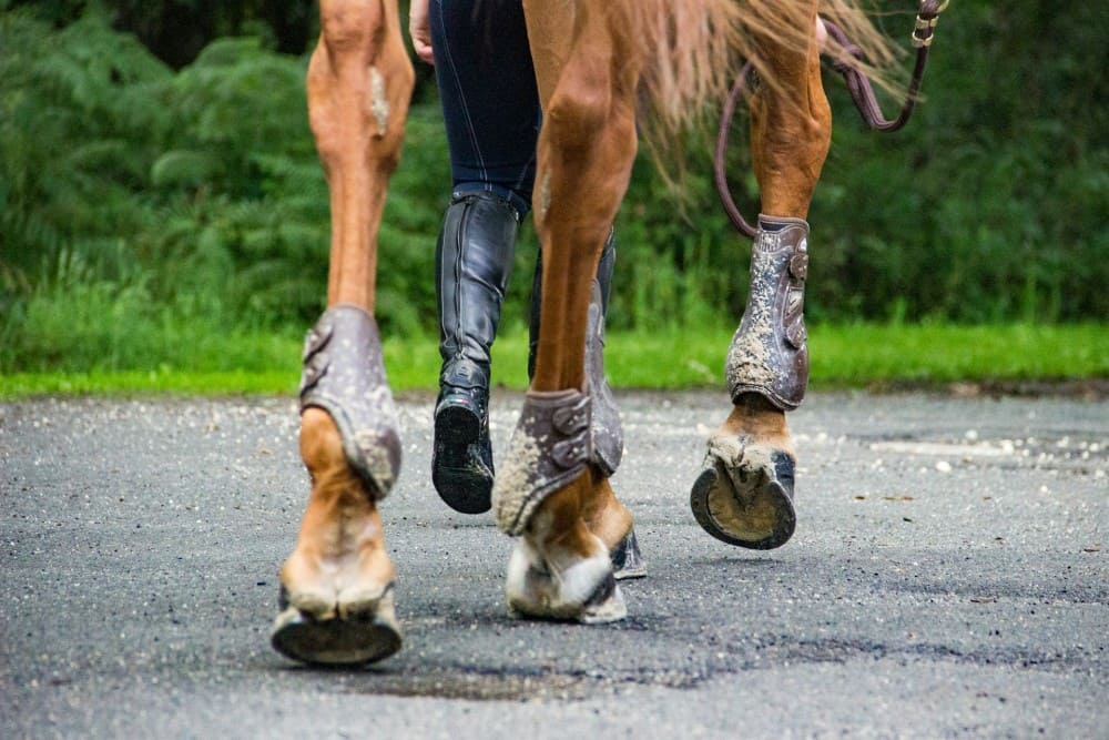 Cheval avec 4 fers, pieds entretenus