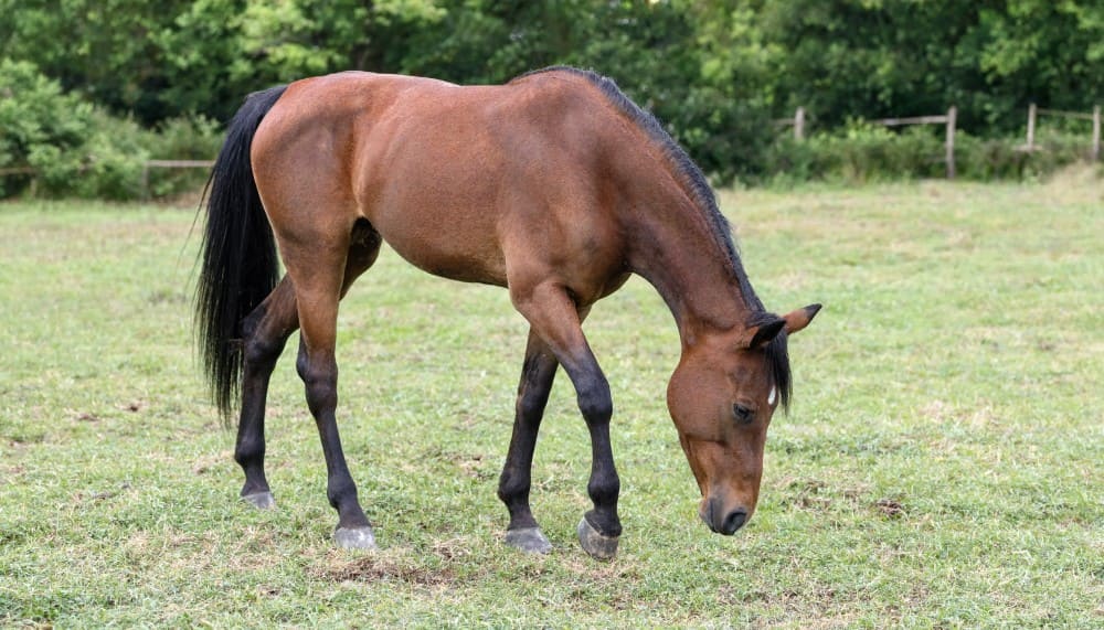 Cheval au pré qui gratte le sol