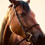 Comment savoir si un cheval a mal au dos ?