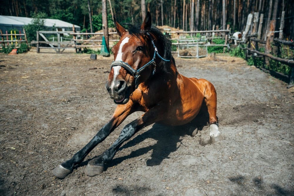 Cheval-qui-se-releve-difficillement Cheval qui se relève difficilement