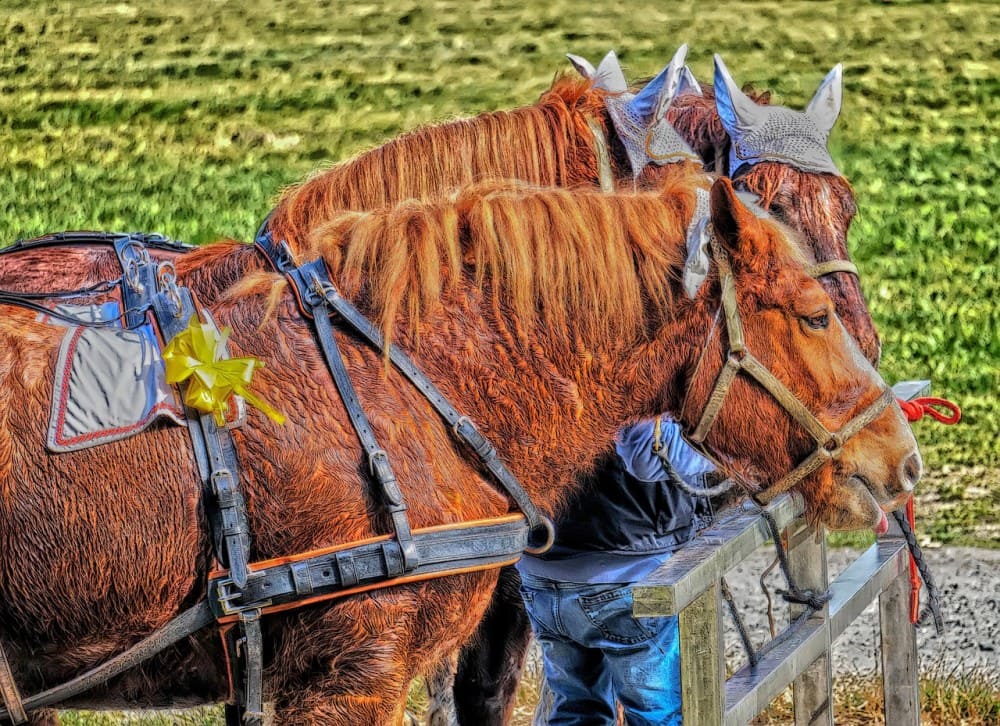 Chevaux alezan de trait et d'attelage qui transpirent