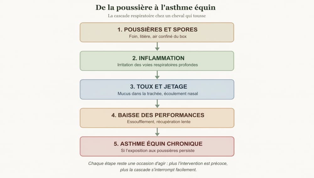 Infographie cascade asthle équin