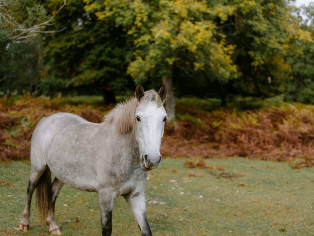 Jeune cheval qui tousse dans un champ