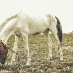 Cheval qui maigrit : pourquoi et que faire pour lui faire reprendre du poids ?