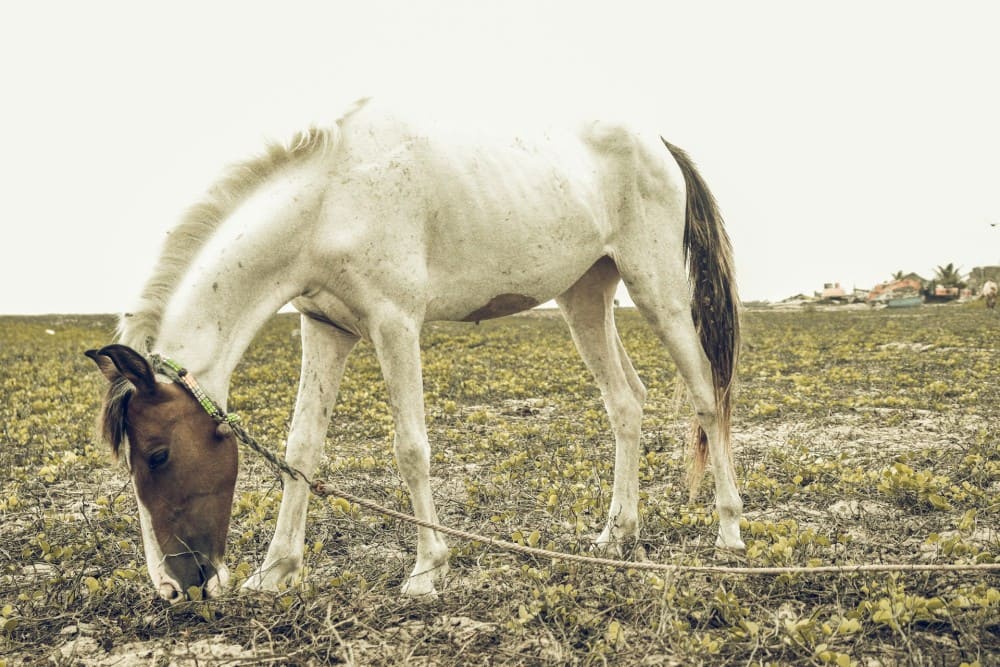 Petit cheval qui maigrit et qui n'a rien à manger