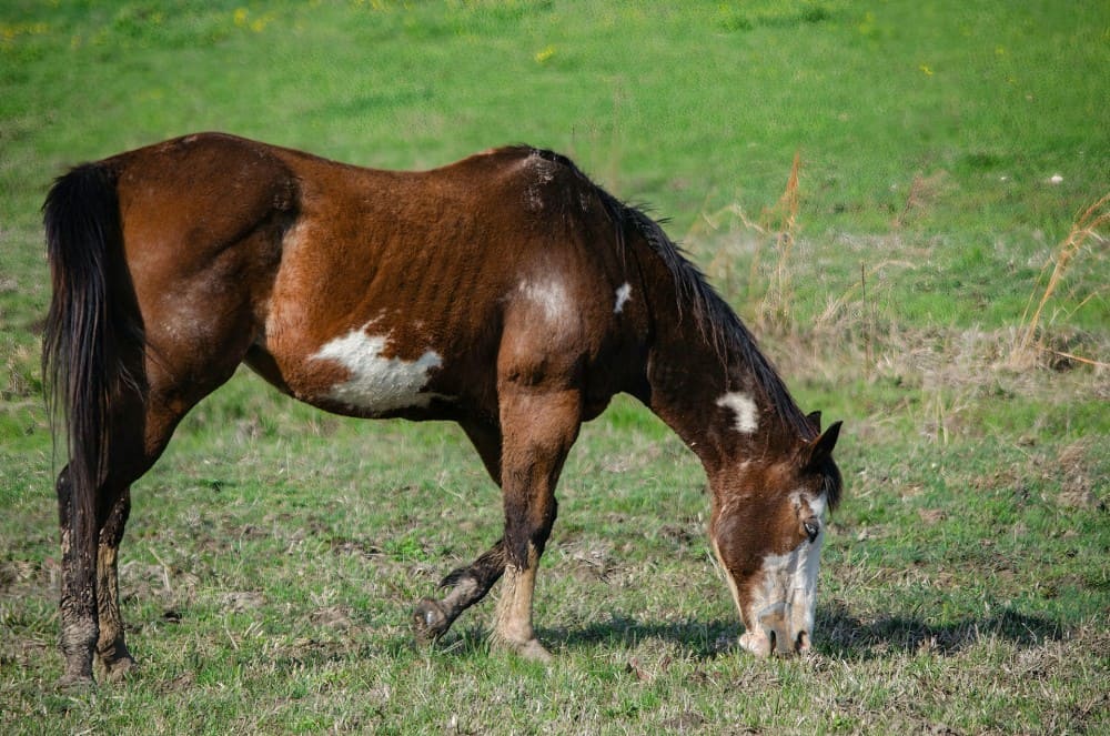 Cheval au pré pas très gros