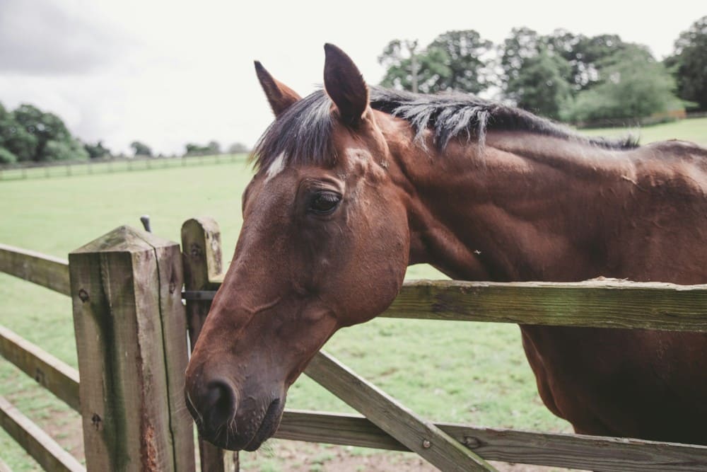 Cheval bai au-dessus d'une barrière