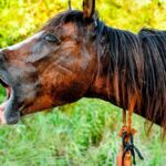 Cheval qui tousse : Causes, traitements, faut-il s’inquiéter ?