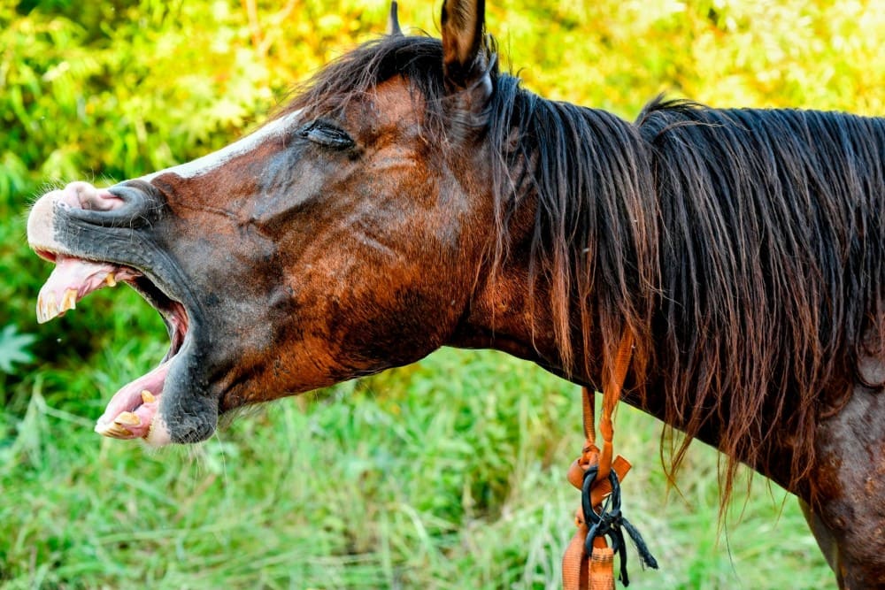 Cheval bai qui a transpiré et est fatigué
