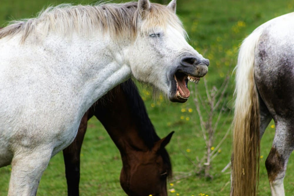 Cheval blanc en groupe qui tousse et bâille dans un pré