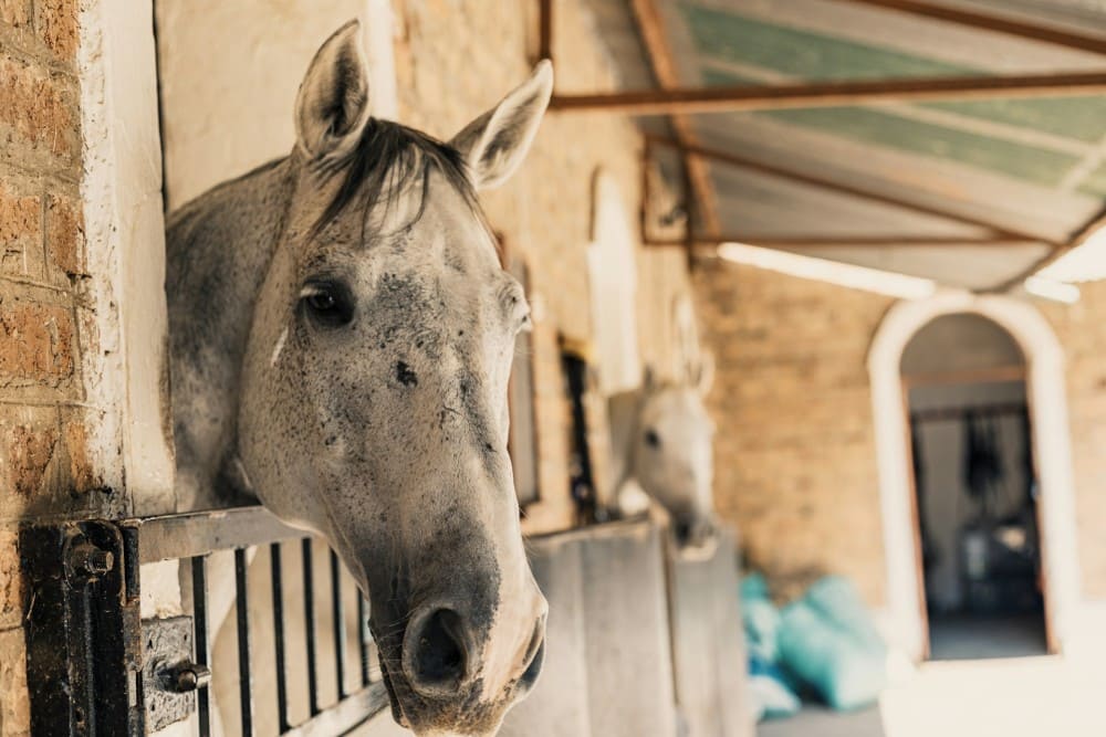 Cheval en box