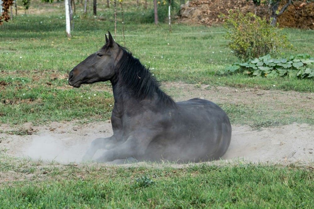 Cheval noir qui se roule dans le sable