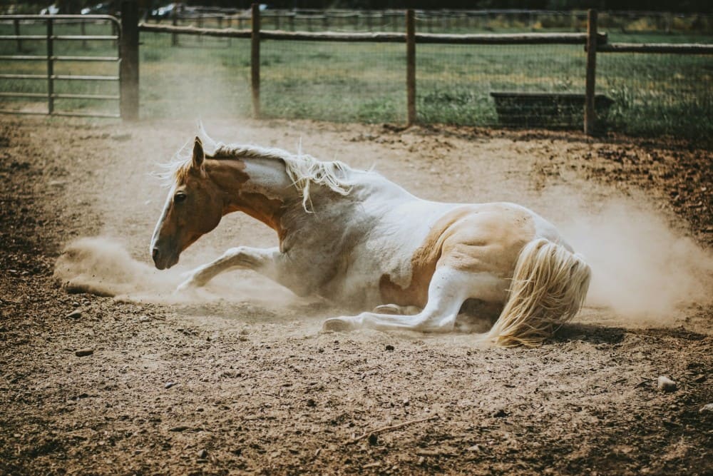 Cheval qui gratte et se roule