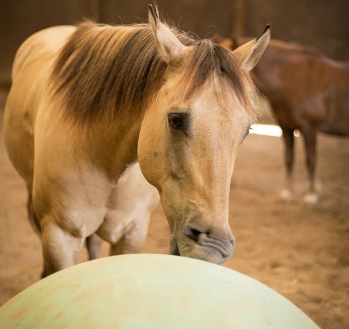 Cheval qui joue avec une balle