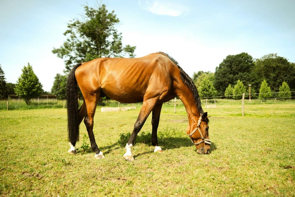 Cheval qui mange et avec les côtes apparentes