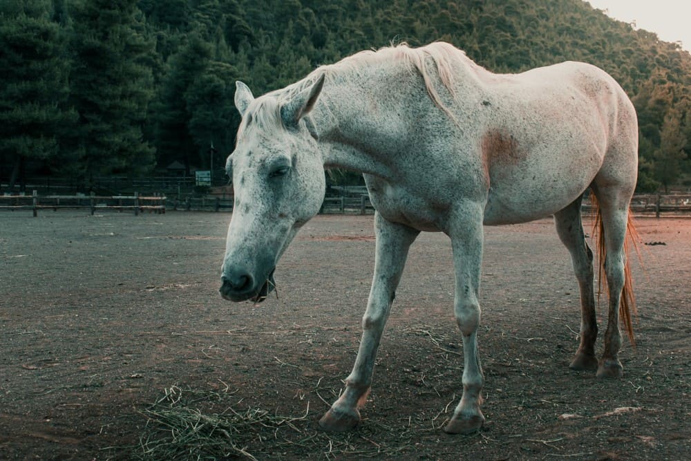 Vieux cheval ayant syndrome de Cushing et maigre
