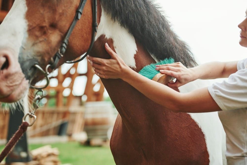 Cavalière qui brosse son cheval avant de le monter