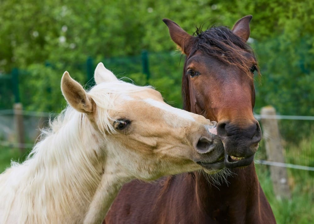 Cheval blanc qui mord son congénère