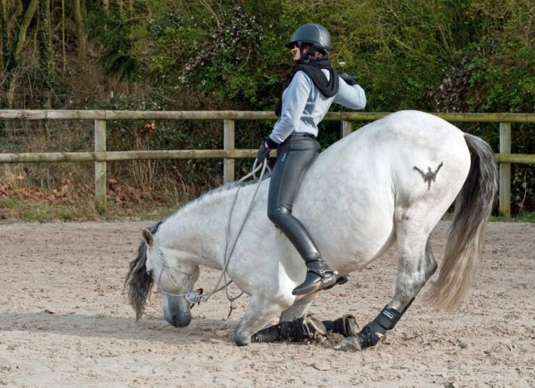 Chute de cheval : que faire après une chute et comment reprendre confiance ?