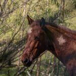 Cheval qui perd ses poils : Mue normale ou maladie ?