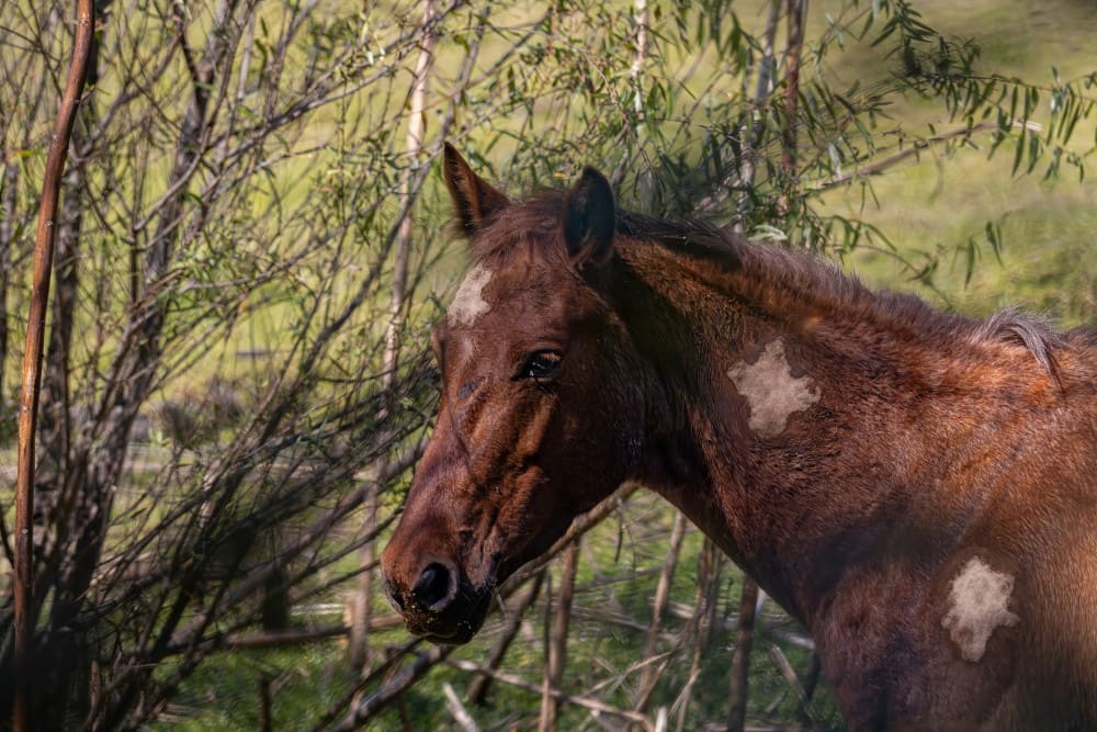 Jeune cheval ayant une dermite estivale