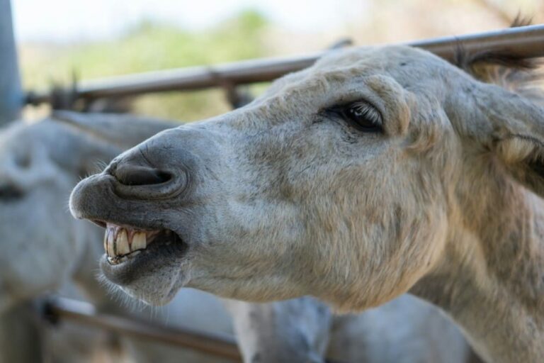 Cheval qui mord : pourquoi et comment lui faire perdre cette habitude ?