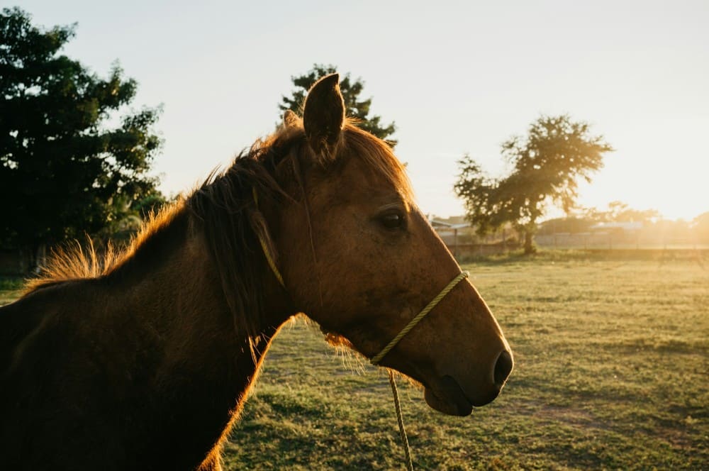 Cheval alezan attentif au moindre bruit