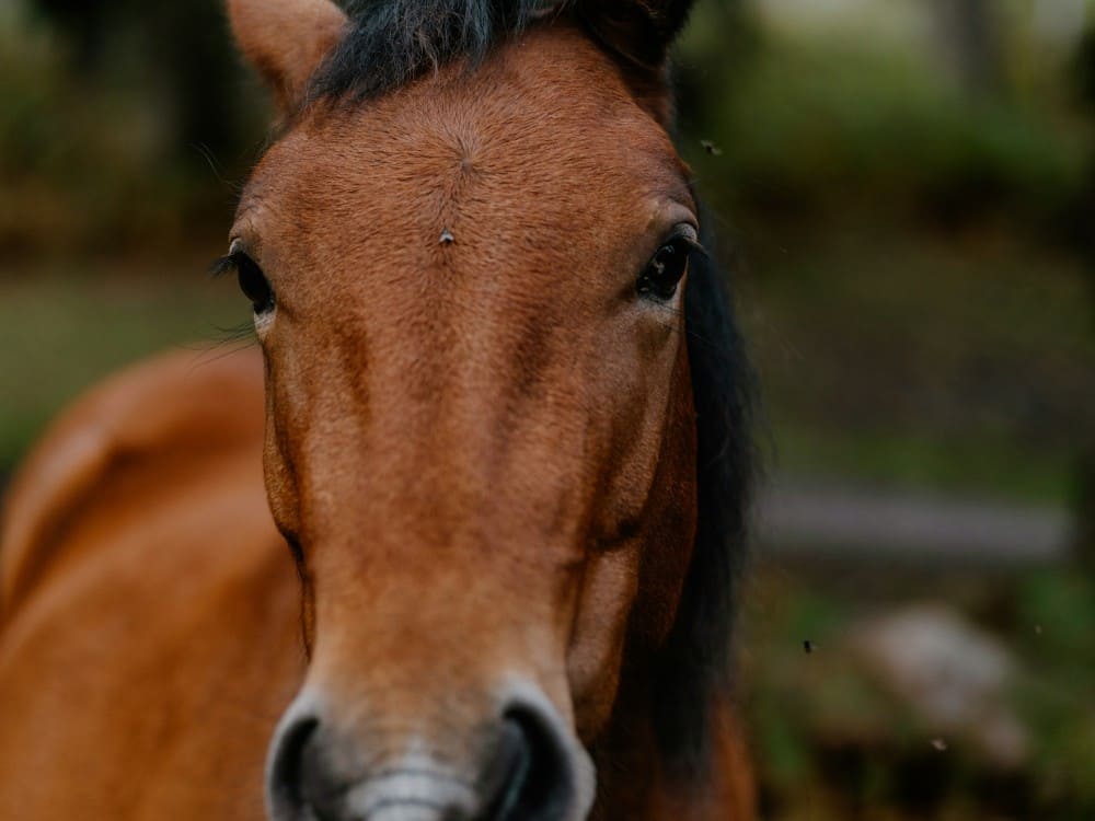 Cheval ayant des problèmes à la tête