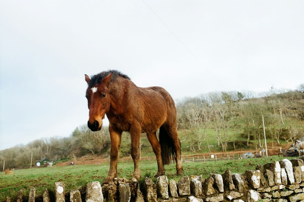 Cheval marron qui n'approche pas, comment désensibiliser un cheval peureux