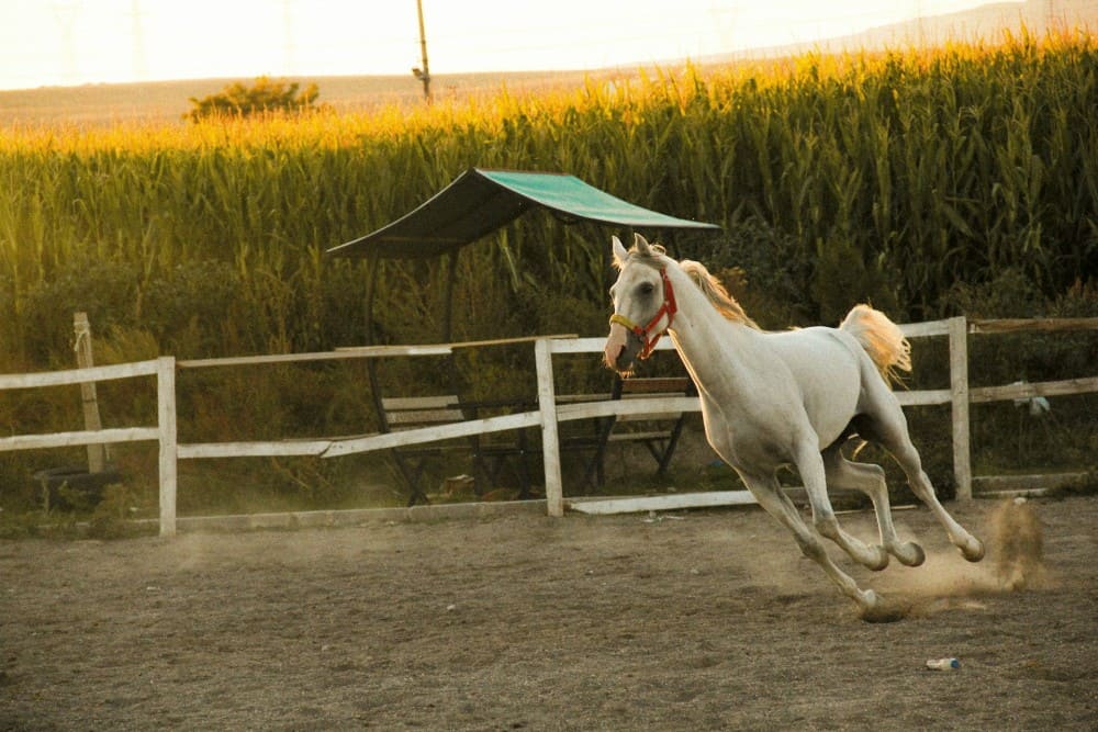 Cheval qui galope à côté d'un abri bâché, désensibilisation