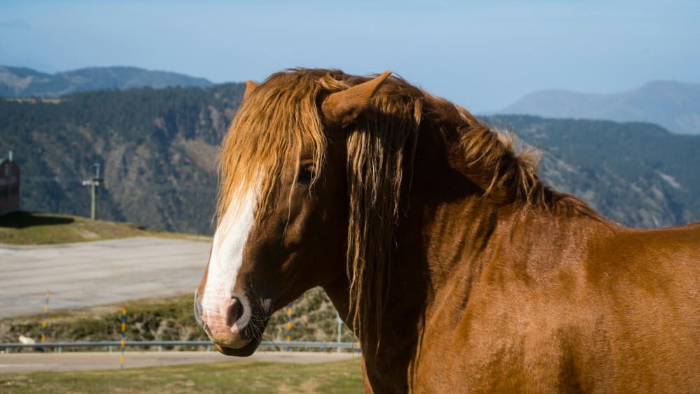 Cheval de trait oreilles en arrière peureux