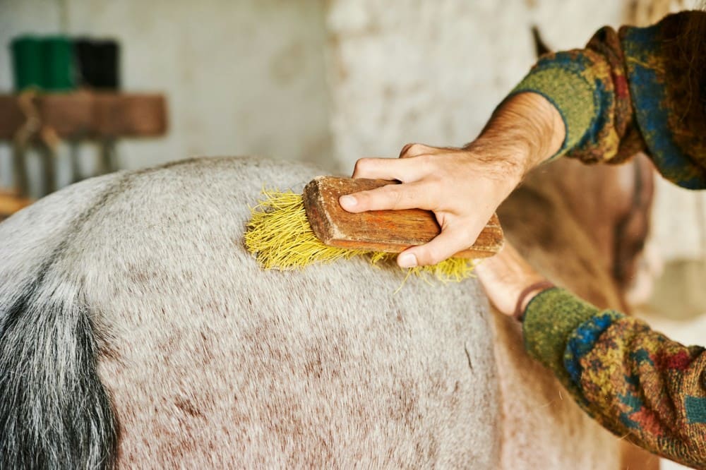 Homme qui brosse son cheval pour enlever les poils