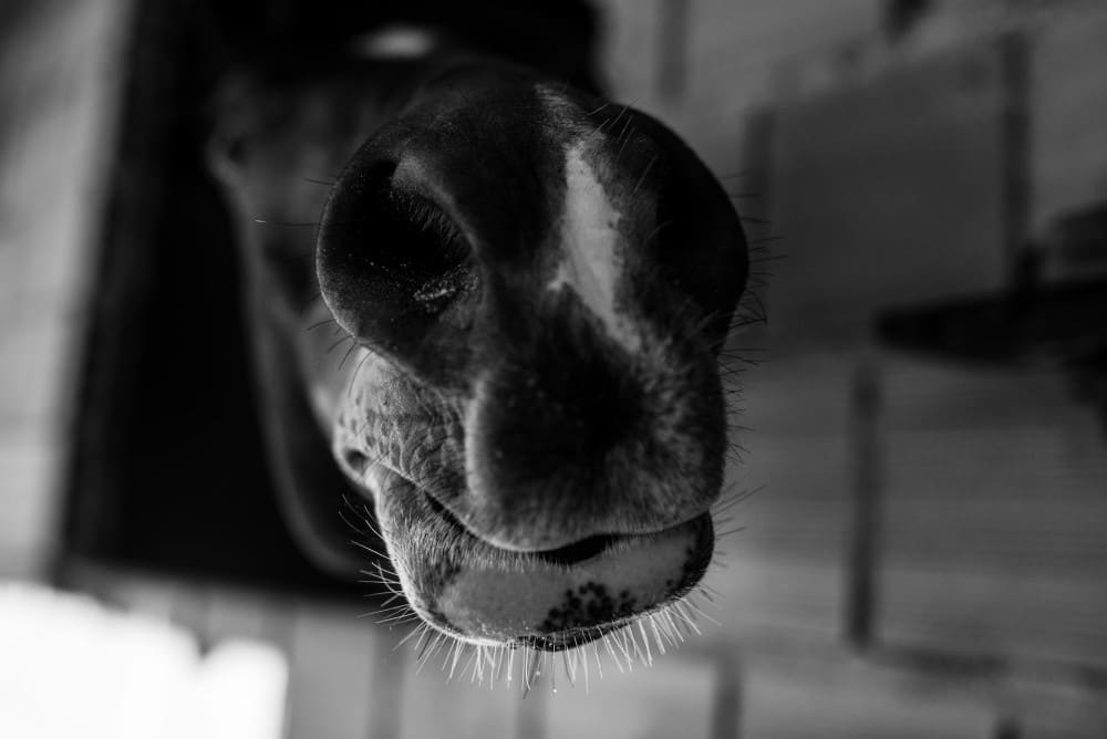 Naseaux cheval noir
