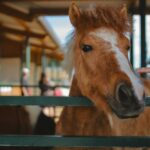 Débuter l’équitation : tout ce qu’il faut savoir avant son premier cours