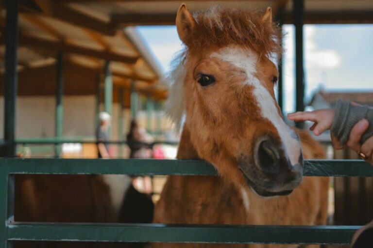 Poney qui se fait caresser par un enfant, débuter l'équitation jeune