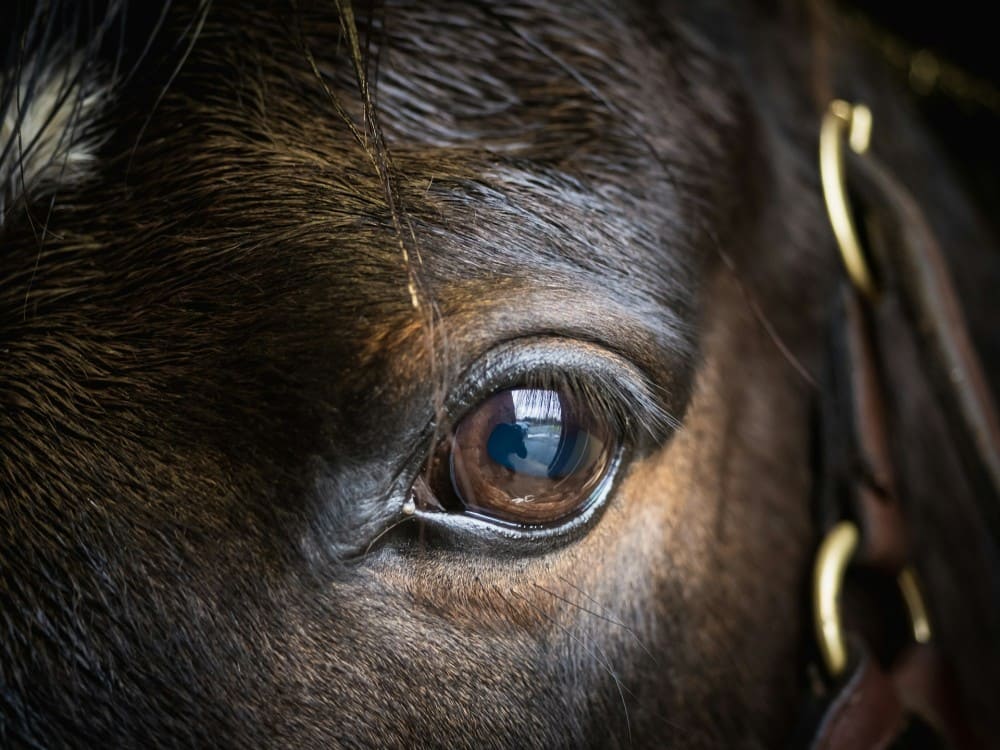 Problème oculaire cheval headshaking