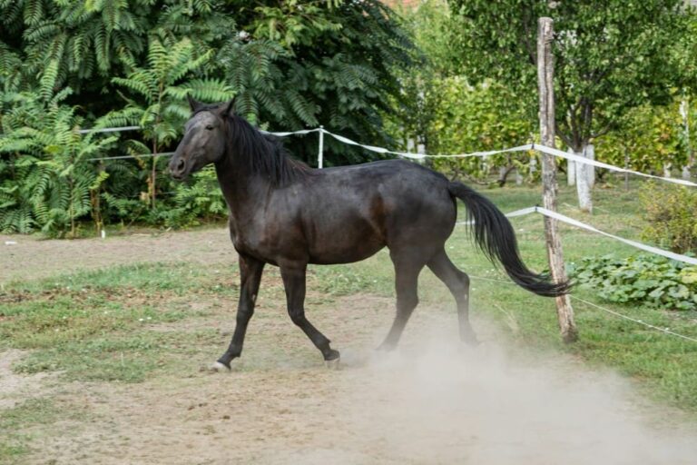 Cheval qui donne des coups de pied : causes et solutions