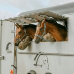 Cheval qui refuse de monter dans le van : que faire ?