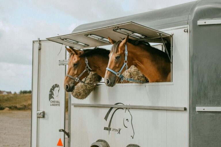 Chevaux dans un van cheval liberté